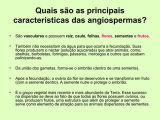 Quais são as principais
características das angiospermas?
• São vasculares e possuem raiz, caule, folhas, flores, sementes e frutos.
• Também não necessitam da água para que ocorra a fecundação. Suas
flores produzem o néctar (solução açucarada) que atrai animais, como,
abelhas, borboletas, formigas, pássaros, morcegos e outros que acabam
polinizando-as.
• Da união dos gametas, forma-se o embrião (dentro de uma semente).
• Após a fecundação, o ovário da flor se desenvolve e se transforma em fruto
(com a semente dentro). A semente nutre e protege o embrião.
• É o grupo vegetal mais recente e mais abundante da Terra. Esse sucesso
na dispersão se deve ao fato de que todas as flores possuem ovários, ou
seja, produzem frutos, uma estrutura que além de proteger a semente
serve como elemento de atração para os animais dispersores de sementes.
 
