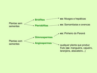 Briófitas
Pteridófitas
Gimnospermas
Angiospermas
ex: Musgos e hepáticas
ex: Samambaias e avencas
ex: Pinheiro do Paraná
qualquer planta que produz
fruto (ex: mangueira, cajueiro,
laranjeira, abacateiro...)
Plantas sem
sementes
Plantas com
sementes
 