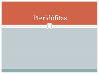 Pteridófitas
 
