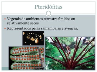 Pteridófitas
 Vegetais de ambientes terrestre úmidos ou
relativamente secos
 Representados pelas samambaias e avencas.
 