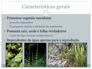 Características gerais
 Primeiros vegetais vasculares
 Grandes tamanhos
 Transporte rápido e eficiente de nutrientes
 Possuem raiz, caule e folha verdadeiros
 Caule do tipo rizoma (subterrâneo)
 Dependentes da água apenas para a reprodução
 