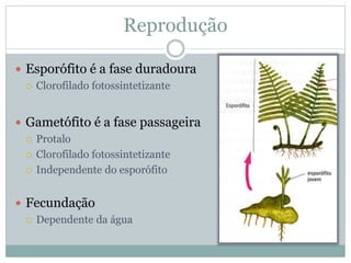 Reprodução
 Esporófito é a fase duradoura
 Clorofilado fotossintetizante
 Gametófito é a fase passageira
 Protalo
 Clorofilado fotossintetizante
 Independente do esporófito
 Fecundação
 Dependente da água
 