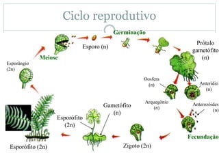 Ciclo reprodutivo
Prótalo
gametófito
(n)
Germinação
Zigoto (2n)Esporófito (2n)
Meiose
Esporo (n)
Esporângio
(2n)
Oosfera
(n) Anterídio
(n)
Arquegônio
(n)
Fecundação
Anterozóides
(n)
Gametófito
(n)
Esporófito
(2n)
 