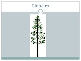 Pinheiro
 