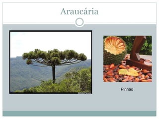 Araucária
Pinhão
 