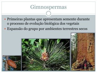Gimnospermas
 Primeiras plantas que apresentam semente durante
o processo de evolução biológica dos vegetais
 Expansão do grupo por ambientes terrestres secos
 