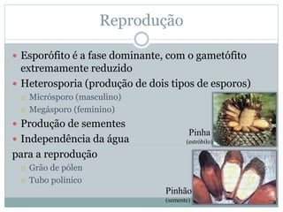 Pinha
(estróbilo)
Pinhão
(semente)
Reprodução
 Esporófito é a fase dominante, com o gametófito
extremamente reduzido
 Heterosporia (produção de dois tipos de esporos)
 Micrósporo (masculino)
 Megásporo (feminino)
 Produção de sementes
 Independência da água
para a reprodução
 Grão de pólen
 Tubo polínico
 
