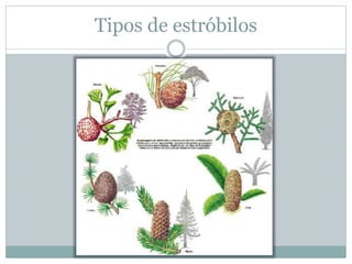 Tipos de estróbilos
 