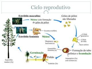 Ciclo reprodutivo
Esporófito
maduro (2n)
Sacos aéreos
Célula
do tubo
Célula
generativa
Meiose
Megásporo
funcional (n)
Formação do tubo
polínico e fecundação
Arquegônio (2n)
com oosfera (n)
Gametófito
feminino (n)
Germinação
Pinhão
Embrião (2n)
Estróbilo feminino
Estróbilo masculino
Escama ovulífera
Grãos de pólen
são liberadosMeiose com formação
de grãos de pólen
 
