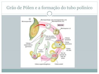 Grão de Pólen e a formação do tubo polínico
 