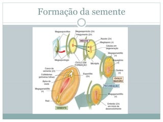 Formação da semente
 