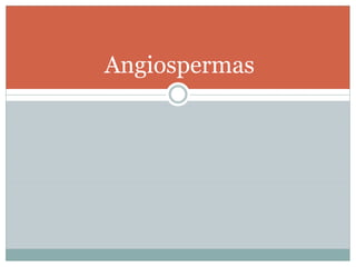 Angiospermas
 