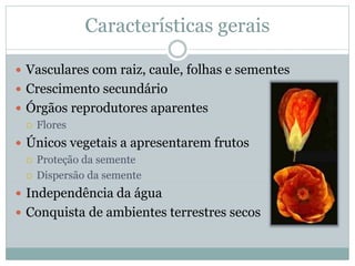 Características gerais
 Vasculares com raiz, caule, folhas e sementes
 Crescimento secundário
 Órgãos reprodutores aparentes
 Flores
 Únicos vegetais a apresentarem frutos
 Proteção da semente
 Dispersão da semente
 Independência da água
 Conquista de ambientes terrestres secos
 