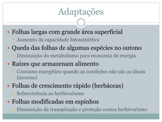 Adaptações
 Folhas largas com grande área superficial
 Aumento da capacidade fotossintética
 Queda das folhas de algumas espécies no outono
 Diminuição do metabolismo para economia de energia
 Raízes que armazenam alimento
 Consumo energético quando as condições não são as ideais
(inverno)
 Folhas de crescimento rápido (herbáceas)
 Sobrevivência ao herbivorismo
 Folhas modificadas em espinhos
 Diminuição da transpiração e proteção contra herbivorismo
 