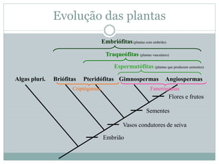 Evolução das plantas
Briófitas Pteridófitas Gimnospermas Angiospermas
Embrião
Vasos condutores de seiva
Sementes
Flores e frutos
Espermatófitas (plantas que produzem sementes)
Traqueófitas (plantas vasculares)
Embriófitas(plantas com embrião)
Algas pluri.
Criptógamas Fanerógamas
 
