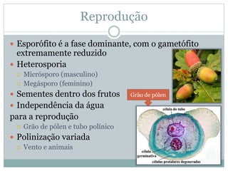 Reprodução
 Esporófito é a fase dominante, com o gametófito
extremamente reduzido
 Heterosporia
 Micrósporo (masculino)
 Megásporo (feminino)
 Sementes dentro dos frutos
 Independência da água
para a reprodução
 Grão de pólen e tubo polínico
 Polinização variada
 Vento e animais
Grão de pólen
 