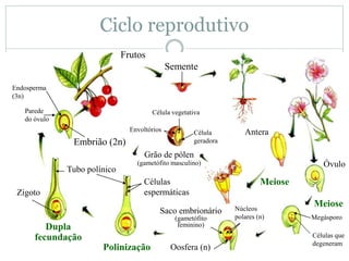 Antera
Óvulo
Meiose
Meiose
Megásporo
Células que
degeneram
Oosfera (n)
Saco embrionário
(gametófito
feminino)
Núcleos
polares (n)
Polinização
Células
espermáticas
Dupla
fecundação
Tubo polínico
Zigoto
Frutos
Embrião (2n)
Semente
Grão de pólen
(gametófito masculino)
Célula
geradora
Célula vegetativa
Envoltórios
Parede
do óvulo
Endosperma
(3n)
Ciclo reprodutivo
 