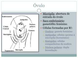 Óvulo
 Micrópila: abertura de
entrada do óvulo
 Saco embrionário:
gametófito feminino
 Células formadas por R!:
 Oosfera: gameta feminino
 Antípodas: células opostas à
micrópila (hormônios)
 Sinérgides: células
companheiras da oosfera
 Núcleos polares: dupla
fecundação
 