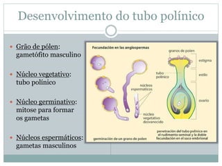 Desenvolvimento do tubo polínico
 Grão de pólen:
gametófito masculino
 Núcleo vegetativo:
tubo polínico
 Núcleo germinativo:
mitose para formar
os gametas
 Núcleos espermáticos:
gametas masculinos
 