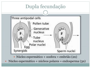 Dupla fecundação
 Núcleo espermático + oosfera = embrião (2n)
 Núcleo espermático + núcleos polares = endosperma (3n)
 