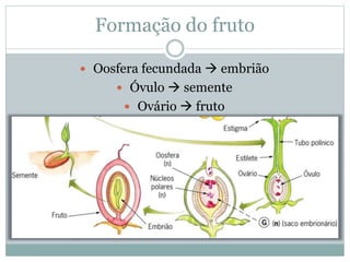 Formação do fruto
 Oosfera fecundada  embrião
 Óvulo  semente
 Ovário  fruto
 