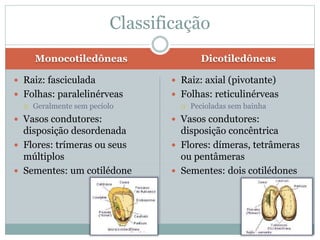 Monocotiledôneas Dicotiledôneas
 Raiz: fasciculada
 Folhas: paralelinérveas
 Geralmente sem pecíolo
 Vasos condutores:
disposição desordenada
 Flores: trímeras ou seus
múltiplos
 Sementes: um cotilédone
 Raiz: axial (pivotante)
 Folhas: reticulinérveas
 Pecioladas sem bainha
 Vasos condutores:
disposição concêntrica
 Flores: dímeras, tetrâmeras
ou pentâmeras
 Sementes: dois cotilédones
Classificação
 