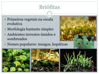 Briófitas
 Primeiros vegetais na escala
evolutiva
 Morfologia bastante simples
 Ambientes terrestre úmidos e
sombreados
 Nomes populares: musgos, hepáticas
 