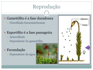 Reprodução
 Gametófito é a fase duradoura
 Clorofilado fotossintetizante
 Esporófito é a fase passageira
 Aclorofilado
 Dependente do gametófito
 Fecundação
 Dependente da água
 