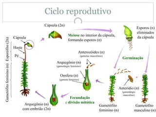 Ciclo reprodutivo
Meiose no interior da cápsula,
formando esporos (n)
Esporos (n)
eliminados
da cápsula
Gametófitofeminino(n)Esporófito(2n)
Pé
Haste
Cápsula
Cápsula (2n)
Arquegônio (n)
com embrião (2n)
Anterozóides (n)
(gametas masculinos)
Arquegônio (n)
(gametângio feminino)
Oosfera (n)
(gameta feminino)
Fecundação
e divisão mitótica
Gametófito
masculino (n)
Gametófito
feminino (n)
Anterídio (n)
(gametângio
masculino)
Germinação
 