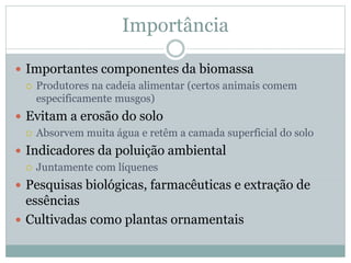 Importância
 Importantes componentes da biomassa
 Produtores na cadeia alimentar (certos animais comem
especificamente musgos)
 Evitam a erosão do solo
 Absorvem muita água e retêm a camada superficial do solo
 Indicadores da poluição ambiental
 Juntamente com líquenes
 Pesquisas biológicas, farmacêuticas e extração de
essências
 Cultivadas como plantas ornamentais
 