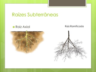 Raízes Subterrâneas
 Raiz Axial Raiz Ramificada
 