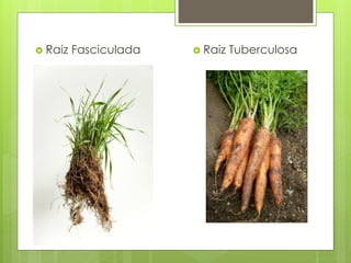  Raiz Fasciculada  Raiz Tuberculosa
 