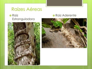 Raízes Aéreas
 Raiz
Estranguladora
 Raiz Aderente
 
