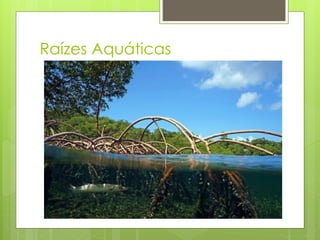 Raízes Aquáticas
 