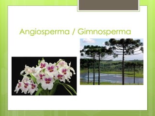 Angiosperma / Gimnosperma
 