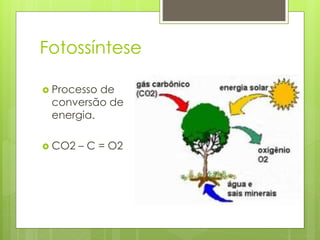 Fotossíntese
 Processo de
conversão de
energia.
 CO2 – C = O2
 