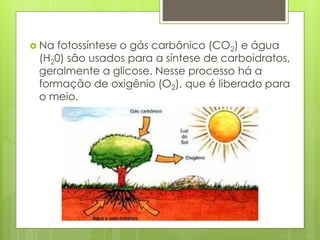  Na fotossíntese o gás carbônico (CO2) e água
(H20) são usados para a síntese de carboidratos,
geralmente a glicose. Nesse processo há a
formação de oxigênio (O2), que é liberado para
o meio.
 