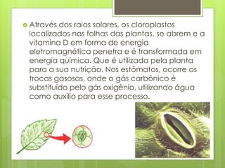  Através dos raios solares, os cloroplastos
localizados nas folhas das plantas, se abrem e a
vitamina D em forma de energia
eletromagnética penetra e é transformada em
energia química. Que é utilizada pela planta
para a sua nutrição. Nos estômatos, ocorre as
trocas gasosas, onde o gás carbônico é
substituído pelo gás oxigênio, utilizando água
como auxilio para esse processo.
 