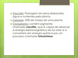  Vacúolo: Passagem da seiva elaborada,
água e nutrientes pela planta
 Celulose: 33% da massa de uma planta
 Cloroplastos: contém pigmento
chamado clorofila, que é capaz de absorver
a energia eletromagnética da luz solar e a
convertem em energia química por um
processo chamado fotossíntese.
 