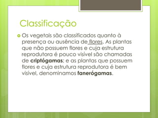 Classificação
 Os vegetais são classificados quanto à
presença ou ausência de flores. As plantas
que não possuem flores e cuja estrutura
reprodutora é pouco visível são chamadas
de criptógamas; e as plantas que possuem
flores e cuja estrutura reprodutora é bem
visível, denominamos fanerógamas.
 