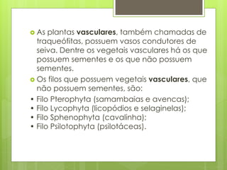  As plantas vasculares, também chamadas de
traqueófitas, possuem vasos condutores de
seiva. Dentre os vegetais vasculares há os que
possuem sementes e os que não possuem
sementes.
 Os filos que possuem vegetais vasculares, que
não possuem sementes, são:
• Filo Pterophyta (samambaias e avencas);
• Filo Lycophyta (licopódios e selaginelas);
• Filo Sphenophyta (cavalinha);
• Filo Psilotophyta (psilotáceas).
 