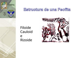 Reino Plantae, presentación interactiva. | PPTX