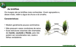 Reino Plantae. ESTUDO DO REINO DAS PLANTAS. | PPTX