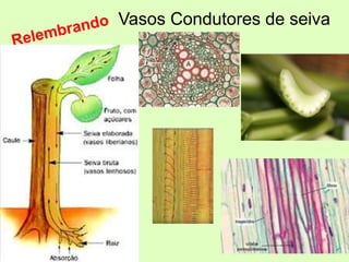 Vasos Condutores de seiva
 