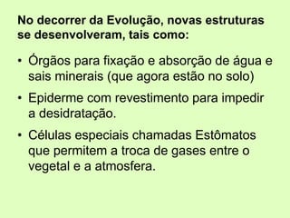No decorrer da Evolução, novas estruturas
se desenvolveram, tais como:
• Órgãos para fixação e absorção de água e
sais minerais (que agora estão no solo)
• Epiderme com revestimento para impedir
a desidratação.
• Células especiais chamadas Estômatos
que permitem a troca de gases entre o
vegetal e a atmosfera.
 
