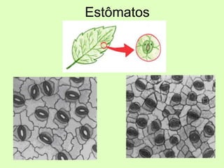 Estômatos
 