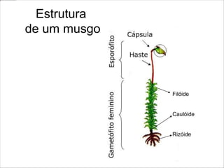 Estrutura
de um musgo
Filóide
Caulóide
Rizóide
 