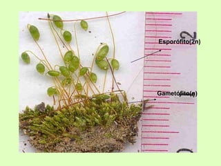 Esporófito(2n)
Gametófito(n)
 