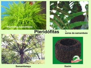 Pteridófita (samambaia)
soros da samambaia
Samambaiaçu
Pteridófitas
Xaxim
 
