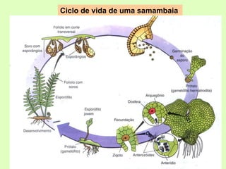 Ciclo de vida de uma samambaia
 
